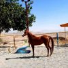 خرید اسب و فروش اسب_ نریان عرب مصری
