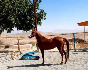 خرید اسب و فروش اسب_ نریان عرب مصری