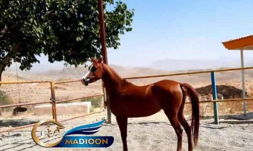خرید اسب و فروش اسب_ نریان عرب مصری
