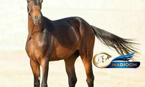 خرید اسب و فروش اسب_ خان فیروز