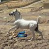 خرید اسب و فروش اسب_اسب عرب یک سر مصری