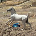 خرید اسب و فروش اسب_اسب عرب یک سر مصری
