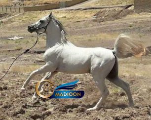 خرید اسب و فروش اسب_اسب عرب یک سر مصری