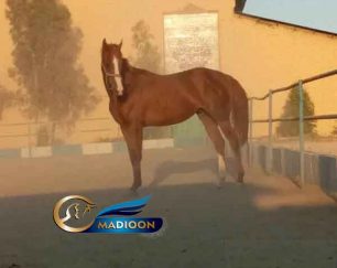 خرید اسب و فروش اسب_ نریان دوسر وارداتی