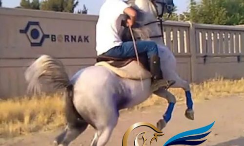 خرید اسب و فروش اسب_ سیلمی کرد