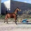 خرید اسب و فروش اسب_ مادیون زاده براری
