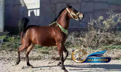خرید اسب و فروش اسب_ مادیون زاده براری