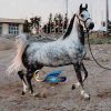 خرید اسب و فروش اسب_ مادیون عرب مصری