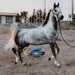 خرید اسب و فروش اسب_ مادیون عرب مصری