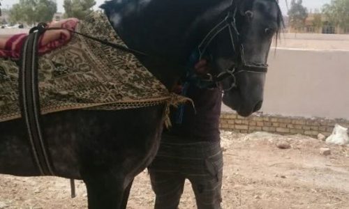 مادیون خرید اسب و فروش اسب_یمین الدین