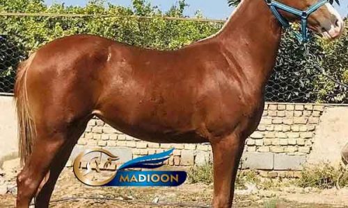 خرید اسب و فروش اسب_مادیون ترکمن