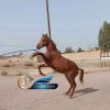 خریداسب و فروش اسب- کره نریان عرب