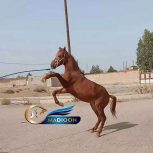 خریداسب و فروش اسب- کره نریان عرب