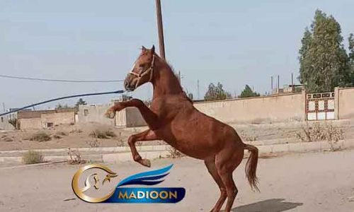 خریداسب و فروش اسب- کره نریان عرب
