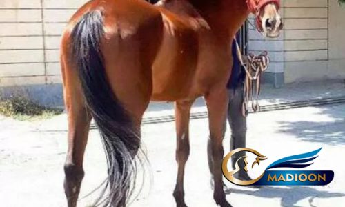 خرید اسب و فروش اسب_ نریان تروبرد