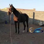 خرید اسب و فروش اسب_مادیون دوخون تروبرد