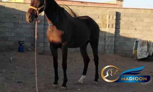 خرید اسب و فروش اسب_مادیون دوخون تروبرد