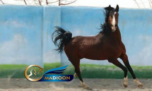 خرید اسب و فروش اسب_سیلمی دره شوری