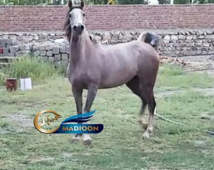 خرید اسب و فروش اسب_مادیون عرب 5 ساله