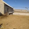 خرید اسب و فروش اسب_اسب دره شوری اراز