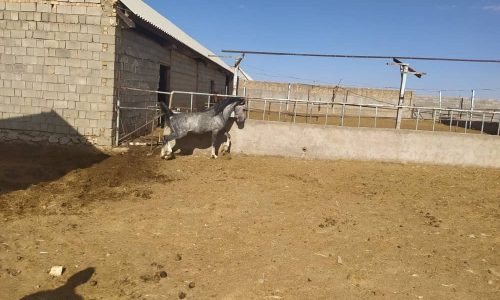 خرید اسب و فروش اسب_اسب دره شوری اراز
