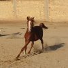 خرید اشب و فروش اسب- پادنا