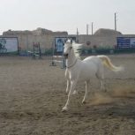 خرید اسب و فروش اسب_کژال