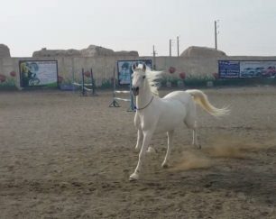 خرید اسب و فروش اسب_کژال