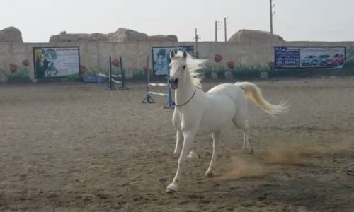 خرید اسب و فروش اسب_کژال