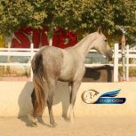 خرید اسب و فروش اسب_ترکمن آخال تکه