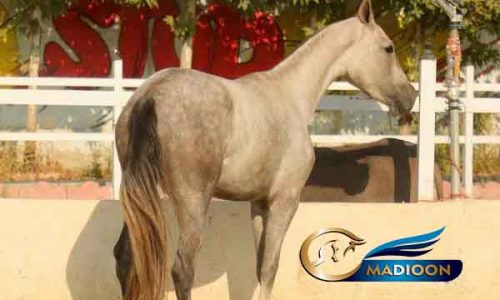 خرید اسب و فروش اسب_ترکمن آخال تکه