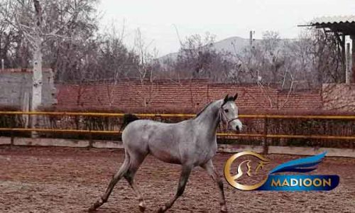 خرید اسب و فروش اسب_ اسب عرب دوسر وارداتی