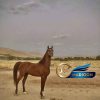 خرید اسب و فروش اسب_کره مروان الشقب