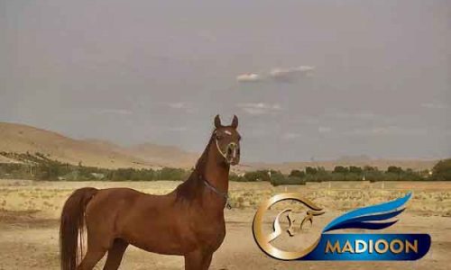 خرید اسب و فروش اسب_کره مروان الشقب