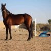 خرید اسب و فروش اسب_کره اسب شاه