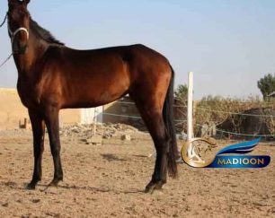 خرید اسب و فروش اسب_کره اسب شاه