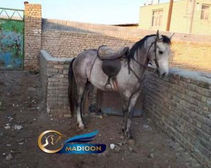 خرید اسب و فروش اسب_نریان عرب کرد