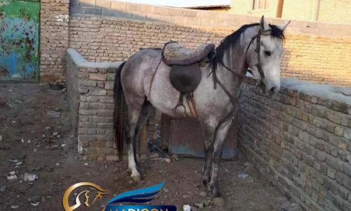 خرید اسب و فروش اسب_نریان عرب کرد