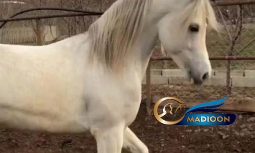 خرید اسب و فروش اسب_ اسب عرب