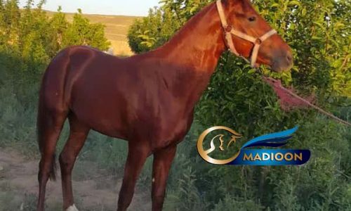 خرید اسب و فروش اسب_ نریان اصیل ترکمن