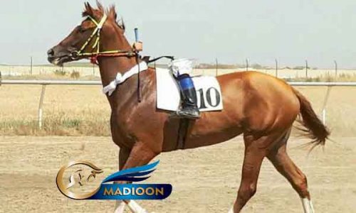 خرید اسب و فروش اسب_مادیون کورسی مینوسا