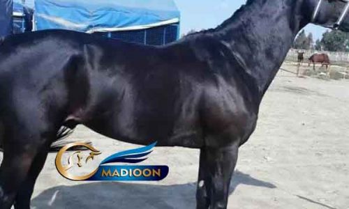 خرید اسب و فروش اسب_ نریان تروبرد