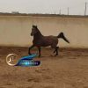 خرید اسب و فروش اسب_اسب عرب ایرانی