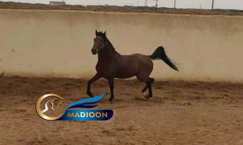 خرید اسب و فروش اسب_اسب عرب ایرانی