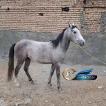 خرید اسب و فروش اسب_اسب نژاد کرد
