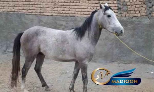 خرید اسب و فروش اسب_اسب نژاد کرد