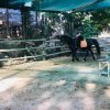 خرید اسب و فروش اسب_پونی منحصر به فرد