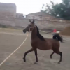 خرید اسب و فروش اسب_ اسب عرب مصری