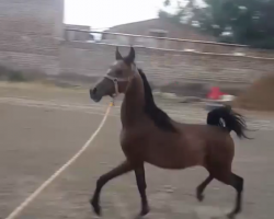 خرید اسب و فروش اسب_ اسب عرب مصری