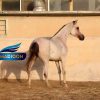 خرید اسب و فروش اسب_ کره دوران 1